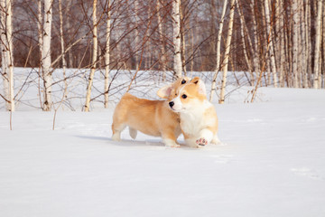 Family of red many breed welsh corgi pembroke puppy walk outdoor, run, having fun in white snow...
