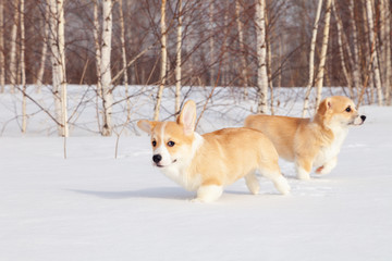 Family of red many breed welsh corgi pembroke puppy walk outdoor, run, having fun in white snow park, winter forest. Concept purebred dogs, champions for sale, lost cur, castration, sterilization