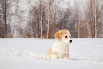 Cute red puppy welsh corgi pembroke walk outdoor, run, having fun in white snow park, winter forest. Concept purebred dog, champions for sale, lost cur, castration, sterilization
