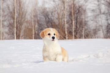 Cute red puppy welsh corgi pembroke walk outdoor, run, having fun in white snow park, winter forest. Concept purebred dog, champions for sale, lost cur, castration, sterilization