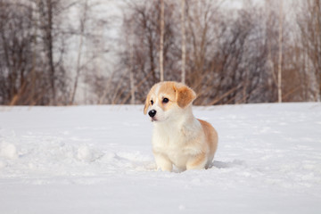 Cute red puppy welsh corgi pembroke walk outdoor, run, having fun in white snow park, winter...