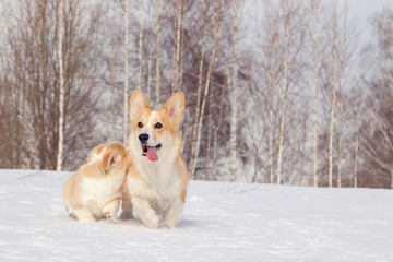 Family of red many breed welsh corgi pembroke puppy walk outdoor, run, having fun in white snow park, winter forest. Concept purebred dogs, champions for sale, lost cur, castration, sterilization