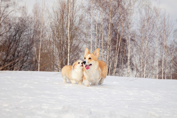 Family of red many breed welsh corgi pembroke puppy walk outdoor, run, having fun in white snow park, winter forest. Concept purebred dogs, champions for sale, lost cur, castration, sterilization