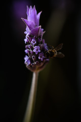 Violet lavender field in Almeria, Spain. Close up lavender flowers - 259175870