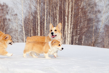 Many cute red breed welsh corgi pembroke puppy family walk outdoor, run, having fun in white snow park, winter forest. Concept purebred dogs, champions for sale, lost cur, castration, sterilization