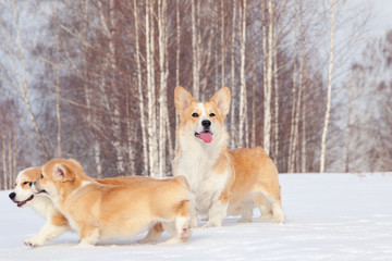 Many cute red breed welsh corgi pembroke puppy family walk outdoor, run, having fun in white snow park, winter forest. Concept purebred dogs, champions for sale, lost cur, castration, sterilization