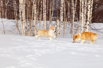 Many cute red breed welsh corgi pembroke puppy family walk outdoor, run, having fun in white snow park, winter forest. Concept purebred dogs, champions for sale, lost cur, castration, sterilization