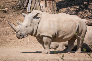 Obraz premium animal