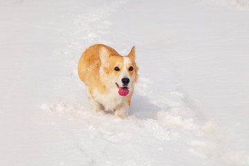 Adult red welsh corgi pembroke walk outdoor, run, having fun in white snow park, winter forest. Concept purebred dog, champions for sale, lost cur, castration, sterilization