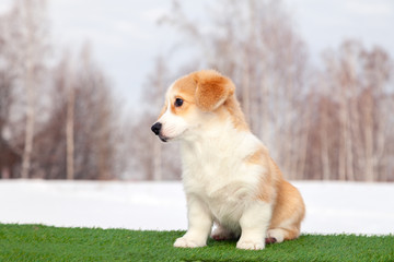 Cute red welsh corgi pembroke puppy on the grass, walk outdoor, having fun in white snow park, winter forest, run through the snow. Concept purebred dog, champions, exhibitors, puppies for sale