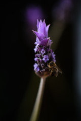 Violet lavender field in Almeria, Spain. Close up lavender flowers - 259176212