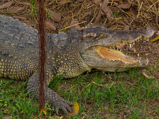 Obraz premium (Close Up) Large crocodile.