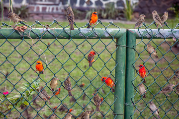 Seychelles, Male of red fody (Foudia madagascariensis, Madagascar fody), birds on the fence