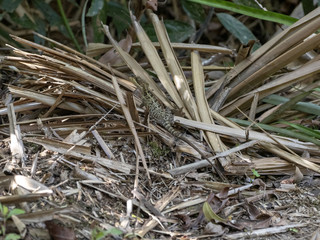 Brown Basilisk, Basiliscus vittatus, sitting on the ground in Cockscob Basin wildlife sanctuary Belize