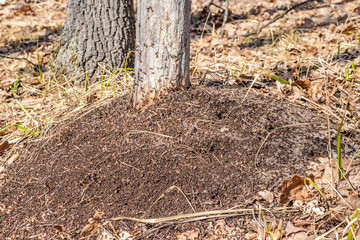 An anthill in the spring forest, ants work as a team