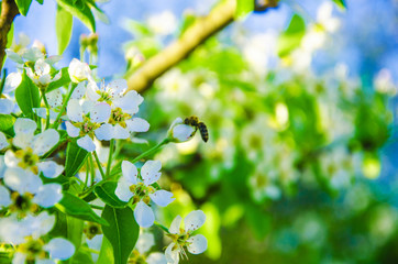 flowering fruit trees, bloom
