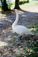 Fototapeta premium Schwan