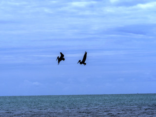 Brown pelican, Pelecanus occidentalis, fishing in the Caribbean Sea, Belize