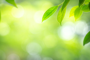 Close up view of green leaf with beauty bokeh under sunlight in garden 