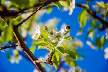 flowering fruit trees, spring