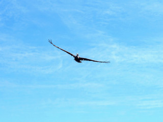 Brown pelican, Pelecanus occidentalis, fishing in the Caribbean Sea, Belize