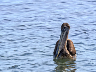 Brown pelican, Pelecanus occidentalis, fishing in the Caribbean Sea, Belize