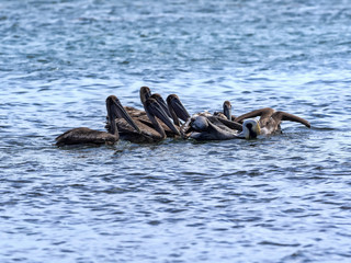 Fototapeta premium Brown pelican, Pelecanus occidentalis, fishing in the Caribbean Sea, Belize