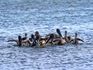 Fototapeta premium Brown pelican, Pelecanus occidentalis, fishing in the Caribbean Sea, Belize