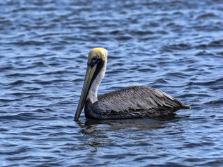 Brown pelican, Pelecanus occidentalis, fishing in the Caribbean Sea, Belize