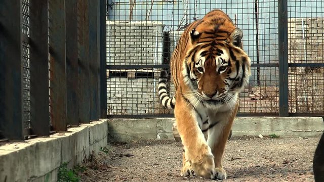 The Siberian tiger (Panthera tigris tigris) is the largest cat of the planet