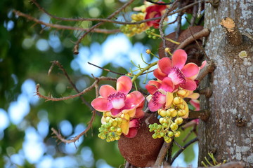 Flowers in the garden. Salanga flowers, flowers from the tree that the Lord Buddha has enlightened...