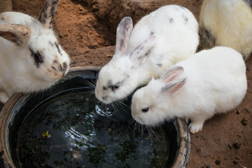 little white rabbit drink water