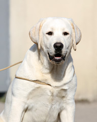 the yellow labrador in the park