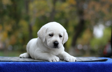 little labrador puppy on a blue background