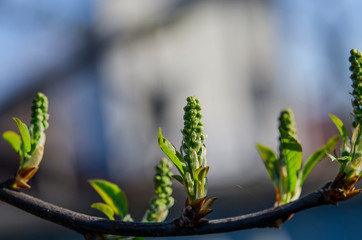 Young green buds of bird-cherry tree in Spring Garden in sunny weather