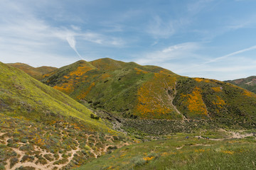 Beautiful superbloom vista in the Walker Canyon mountain range near Lake Elsinore, Southern California