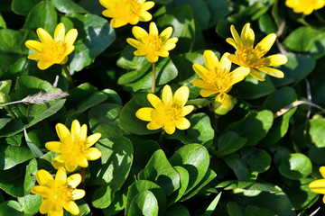Yellow spring flowers.