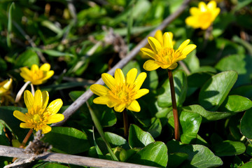 Yellow spring flowers.