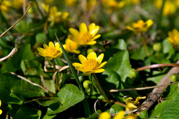 Yellow spring flowers.