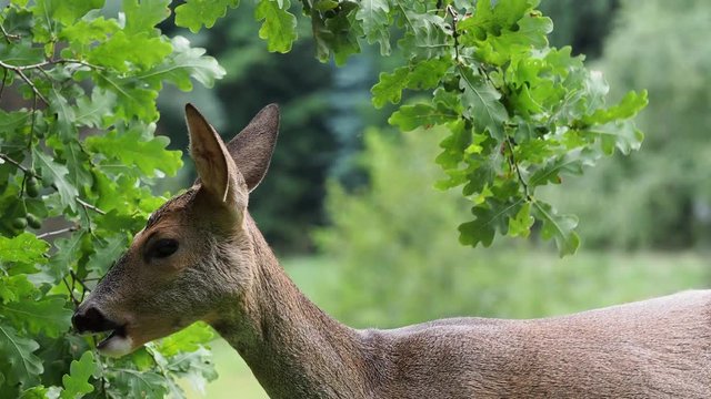 Roe deer eating acorns from the tree, Capreolus capreolus. Wild roe deer in nature.
