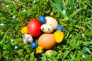 Colorful Easter eggs in green grass and primrose