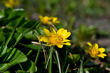 Yellow spring flowers.