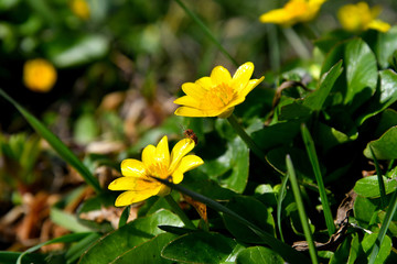Obraz premium Yellow spring flowers.