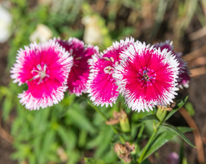 Obraz premium oeillets