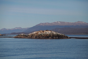 Argentinian seals 