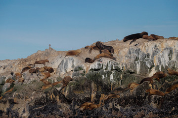 Argentinian seals 