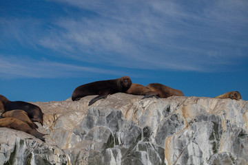 Argentinian seals 