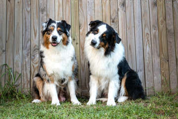A pair of Australian Shepherd dogs sitting in front of a wooden fence