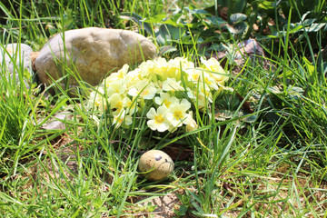  Easter Quail eggs Japanese with primrose in the green grass