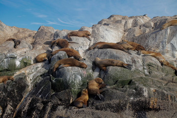 Argentinian seals 
